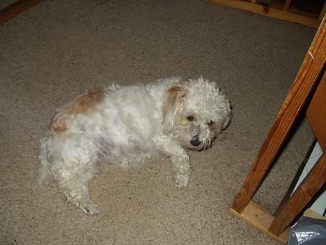 Blanding af racer perle billede 13