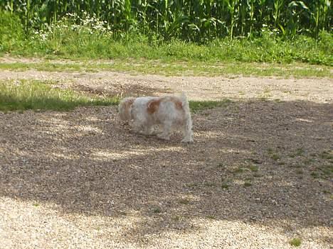 Blanding af racer perle billede 14