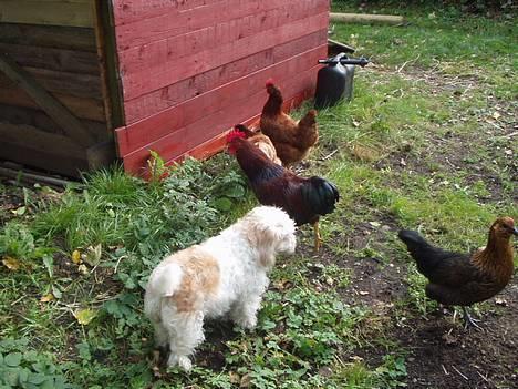 Blanding af racer perle billede 15