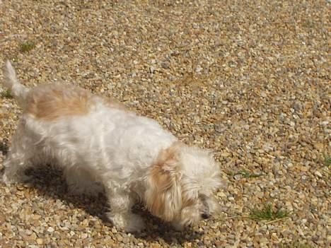 Blanding af racer perle billede 16