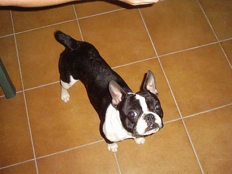 Blanding af racer Nielson - Jeg vil altså blive her ved "mormor og morfar" billede 14