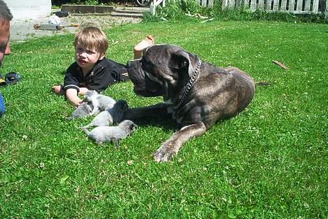 Blanding af racer Otto - Otto og vores killinger billede 3