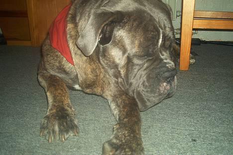 Blanding af racer Otto - Shhh mor, skal lige ha den her flue........ billede 5