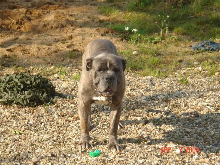 Blanding af racer Otto billede 6