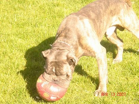 Blanding af racer Otto billede 7