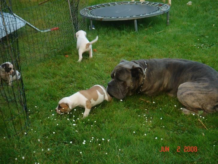 Blanding af racer Otto - de er godt nok søde mor......må jeg lege med dem??? billede 8