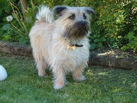 Blanding af racer max <3 - hvor ser han sød ud=) billede 1