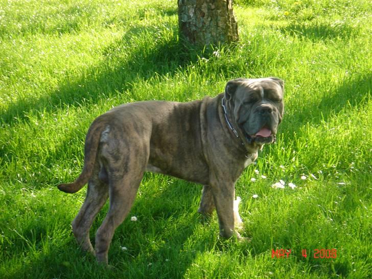 Blanding af racer Otto - Man kan vel ikke gøre for at man har charme.......... ;o)) billede 9