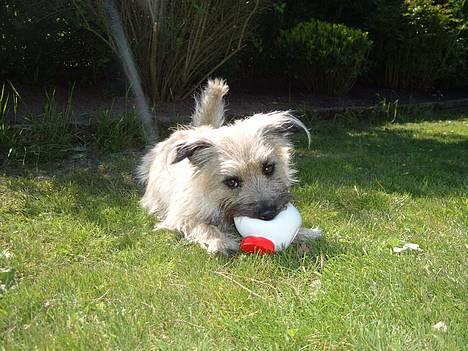 Blanding af racer max <3 - taget den 31. maj 06 billede 3