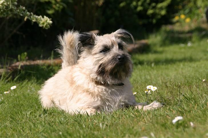 Blanding af racer max <3 billede 6