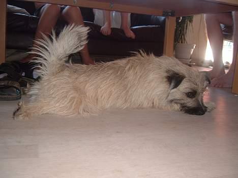 Blanding af racer max <3 billede 8