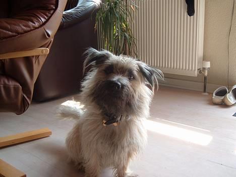 Blanding af racer max <3 billede 9