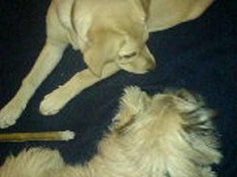 Blanding af racer max <3 - max og veninden mille billede 11