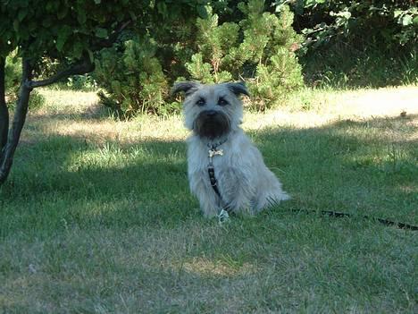 Blanding af racer max <3 - på Ærø billede 12