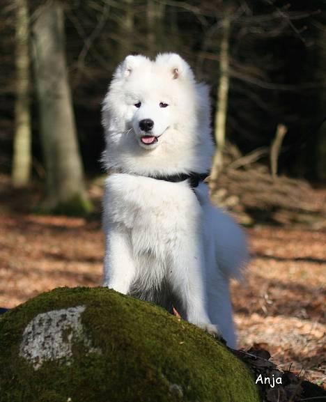 Samojedhund Kiaks Kenzo of Dancer - Her er en god udsigt! billede 9