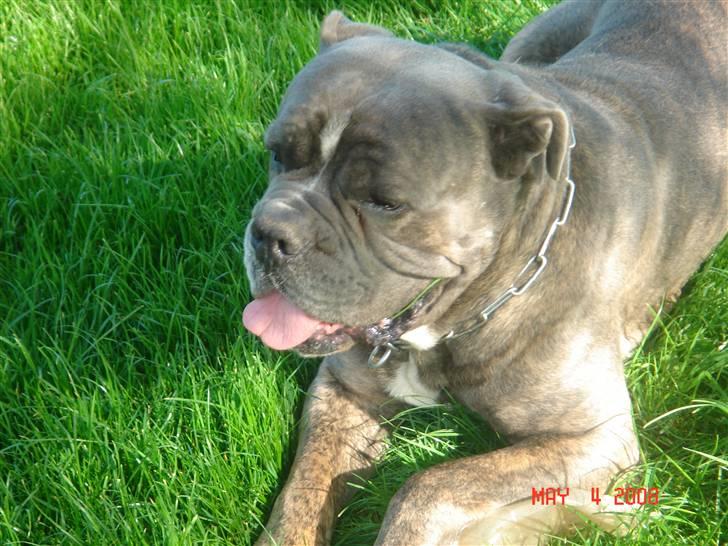 Blanding af racer Otto billede 10