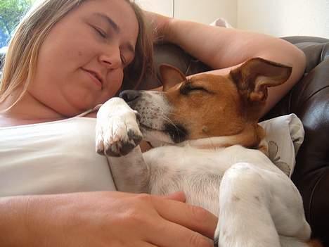 Dansk svensk gaardhund Buster - dejligt med en lille lur billede 3