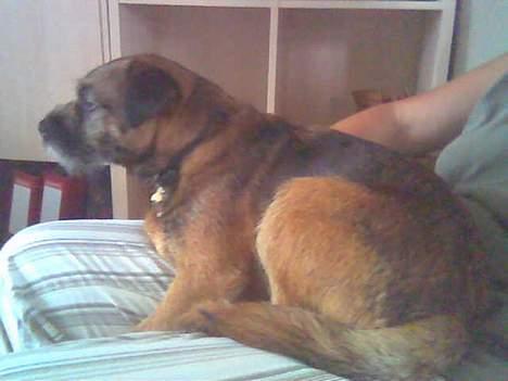 Border terrier Buster Oregon Mortensen - ser TV? Animal Planet billede 1