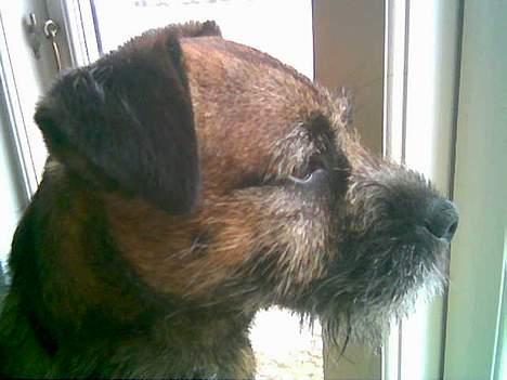 Border terrier Buster Oregon Mortensen - Holder Vagt3 billede 2