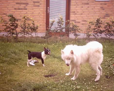 Blanding af racer Nielson - Nielson og vores "feriebarn" billede 15