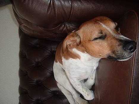 Dansk svensk gaardhund Buster - sweet dreams billede 4