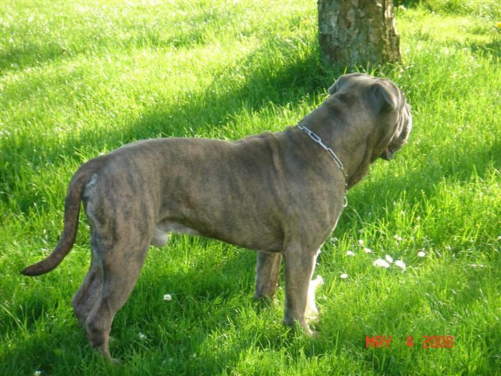 Blanding af racer Otto billede 11