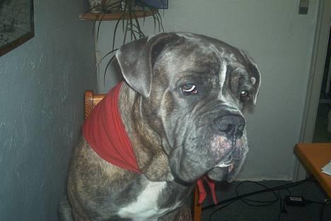 Blanding af racer Otto - Åhhh altså alle de billeder......... billede 12