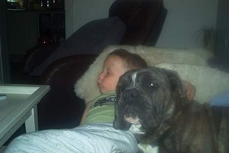 Blanding af racer Otto - Dejligt med en hygge-eftermiddag på sofaen...... billede 13