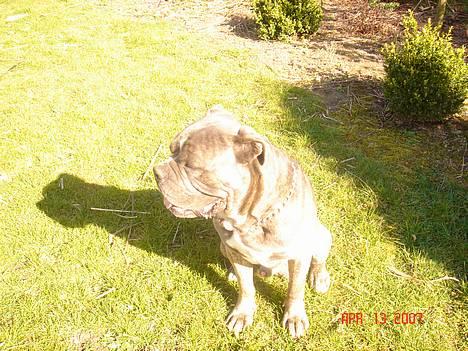 Blanding af racer Otto billede 14