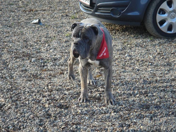 Blanding af racer Otto billede 15