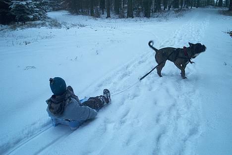 Blanding af racer Otto - Otto trækker kælken - i kan tro drengene havde en sjov dag.....*SS* billede 16