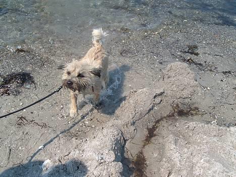 Blanding af racer max <3 - på Ærø billede 14