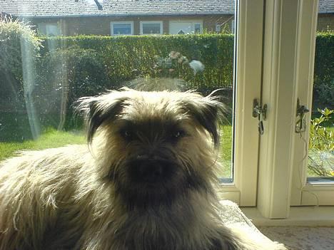 Blanding af racer max <3 billede 15