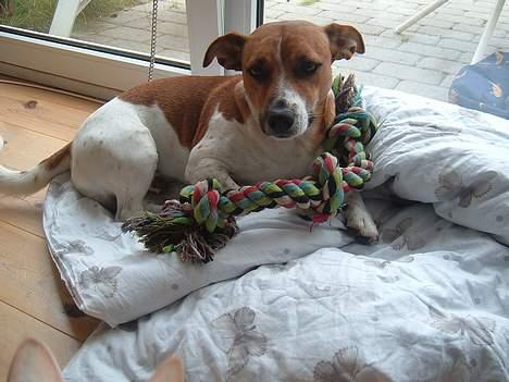 Dansk svensk gaardhund Buster - nøjjj jeg er glad for mit lege-torv billede 7