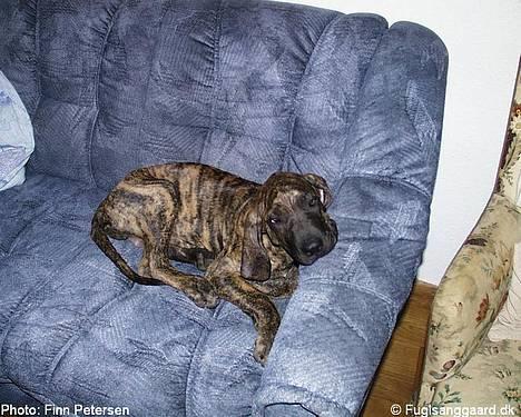 Fila brasileiro Garbosa De Los Tres Naran - Garbosa de los Tres Naranjos billede 2