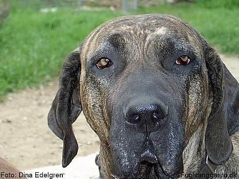 Fila brasileiro Garbosa De Los Tres Naran - Garbosa de los Tres Naranjos billede 3