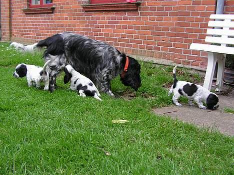 Cocker spaniel perle - Det er sjovt at komme i haven billede 1