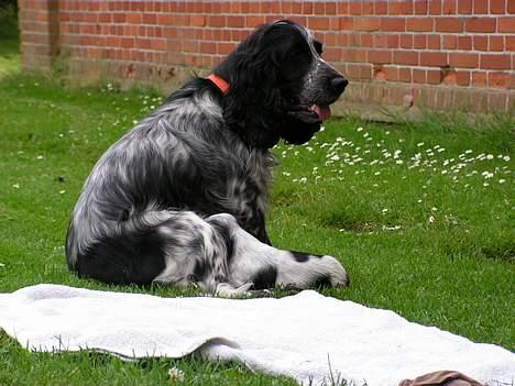 Cocker spaniel perle - Hygge i haven med de små billede 2