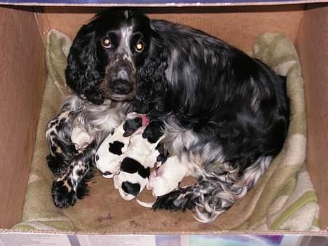 Cocker spaniel perle - Hvalpe født den 8. juni 2005 billede 3