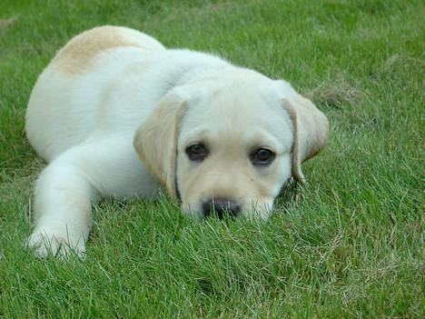 Labrador retriever Rolex - Ca. 2 måneder gammel og en af de første gange i haven billede 1