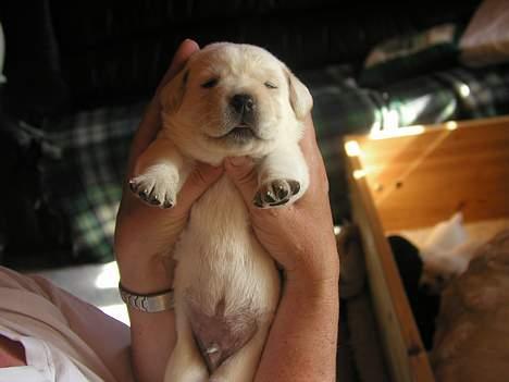 Labrador retriever Rolex - 17 dage gammel billede 2