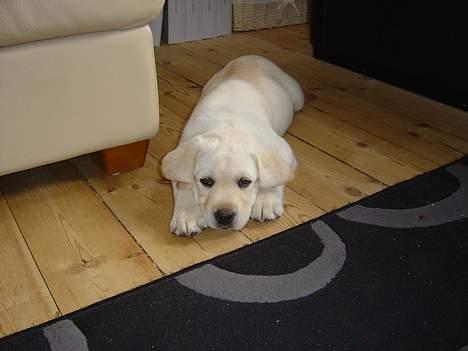 Labrador retriever Rolex - Rolex er ved at vænne sig til sit nye hjem billede 3