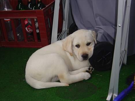 Labrador retriever Rolex - Passer på far´s Weber :o) billede 4