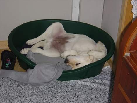 Labrador retriever Rolex - Zzzzzzzz billede 5