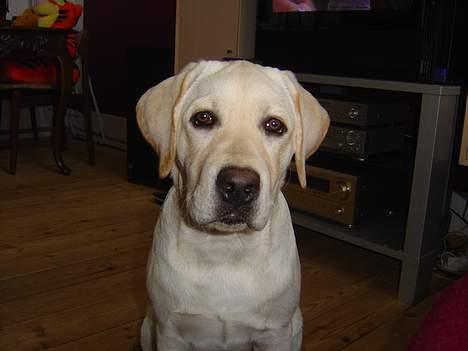 Labrador retriever Rolex billede 6