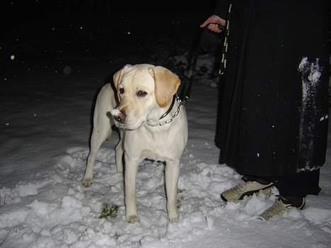 Labrador retriever Rolex - Første gang i sneen billede 7