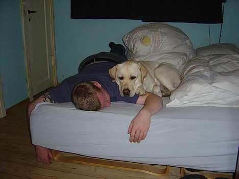 Labrador retriever Rolex - Hyggestund med far billede 8