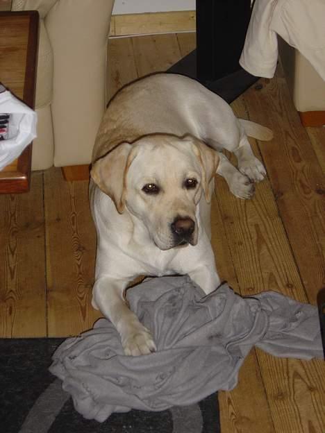 Labrador retriever Rolex - Hyggestund med suttekluden billede 9