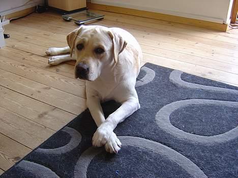 Labrador retriever Rolex - Han ser så sofistikeret ud med benene over kors billede 10