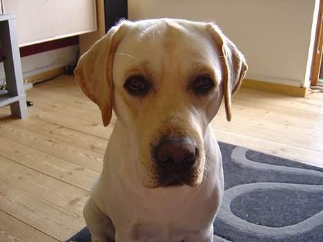 Labrador retriever Rolex - Ser han ikke uskyldig ud? billede 11